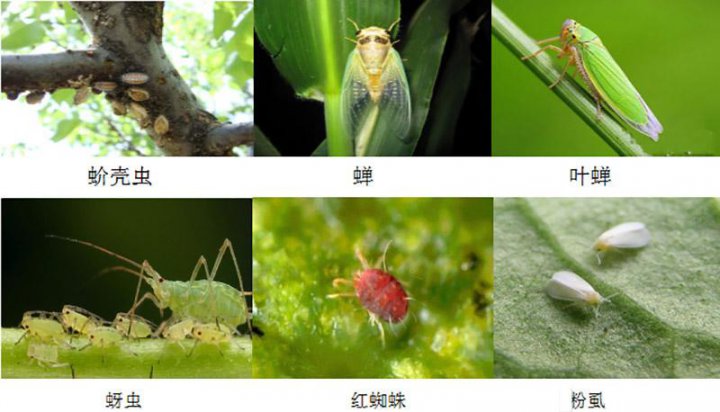 其他虫类防治